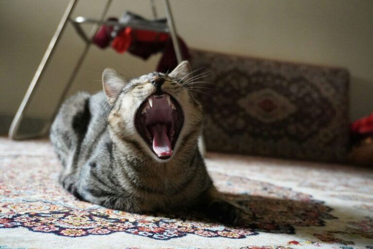 A cat yawns while laying on the floor