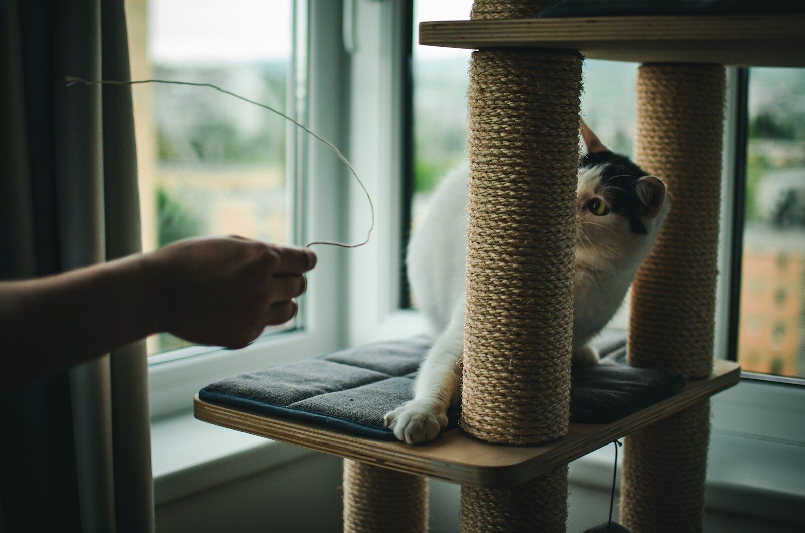 a cat sitting on top of a scratching post