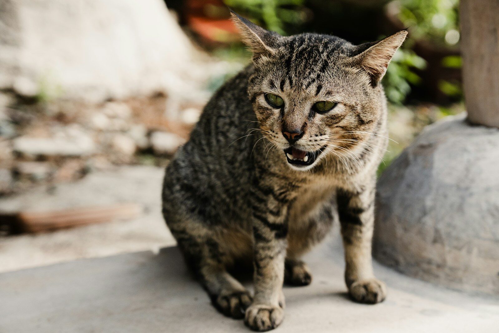 A cat is walking on a cement surface