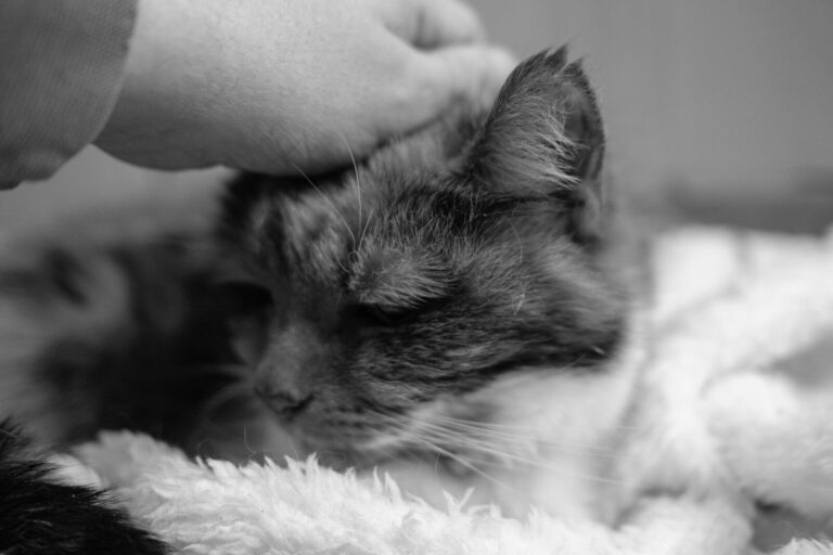 A hand petting a cat on a fluffy blanket