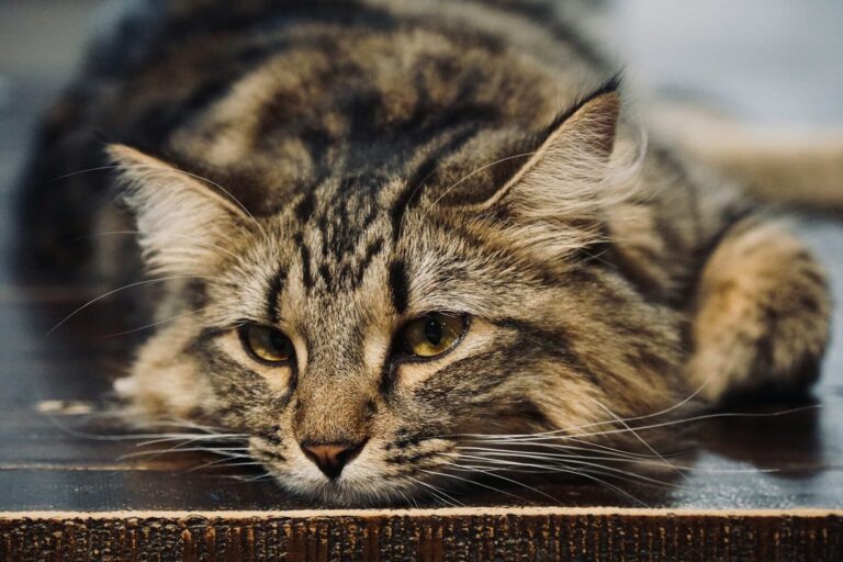 A cozy cat lays down and looks serene.