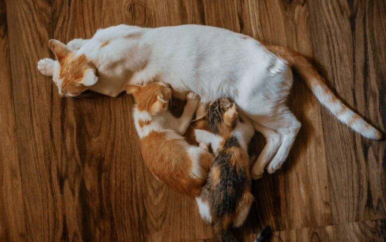 a couple of cats laying on top of a wooden floor