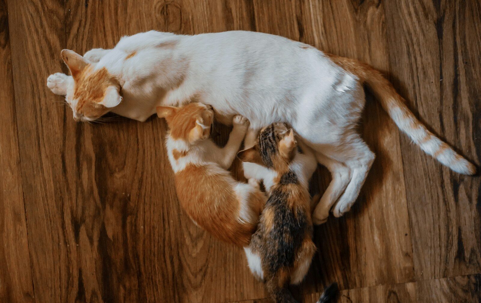 a couple of cats laying on top of a wooden floor