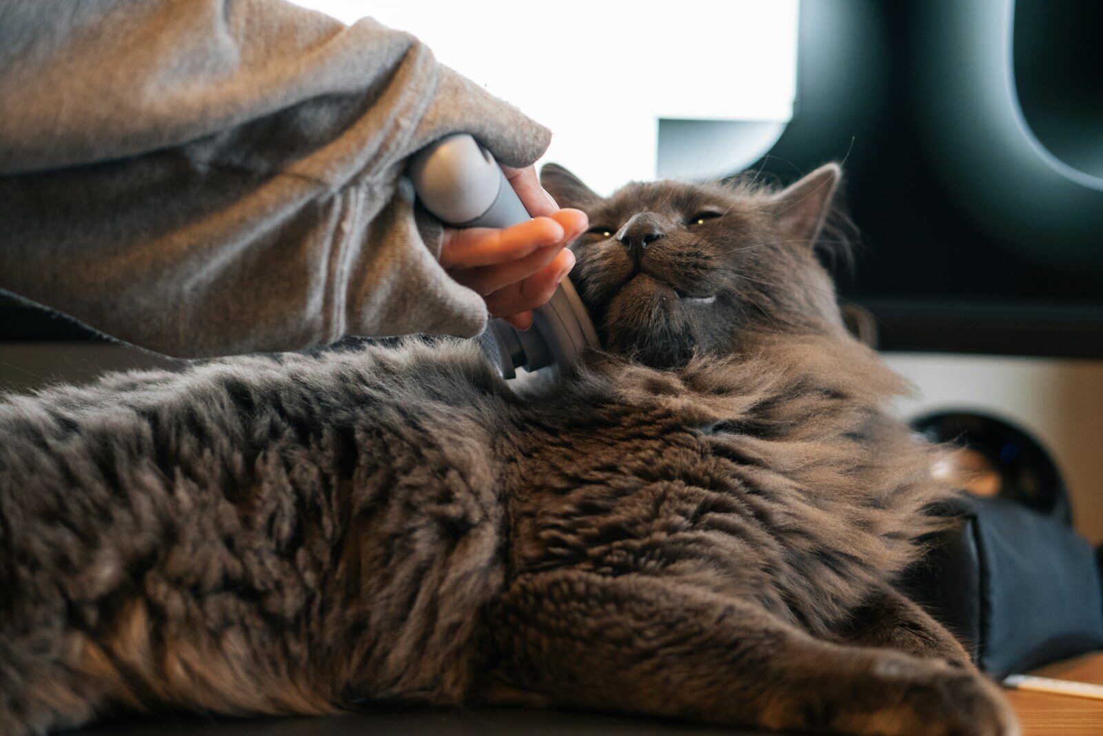 A person gently pets a beautiful gray cat.