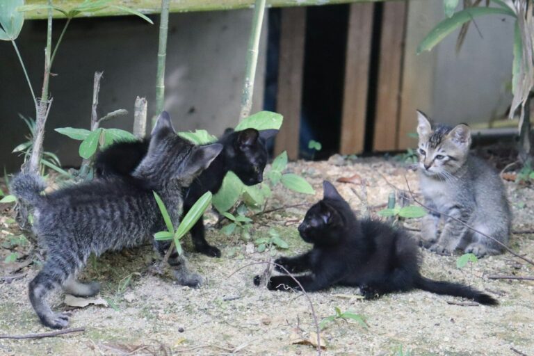 a group of kittens playing in the dirt