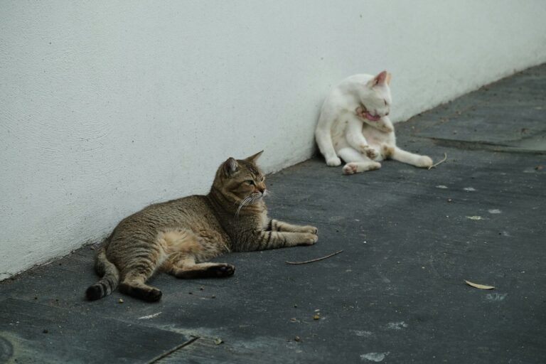 a cat laying on the ground next to a wall