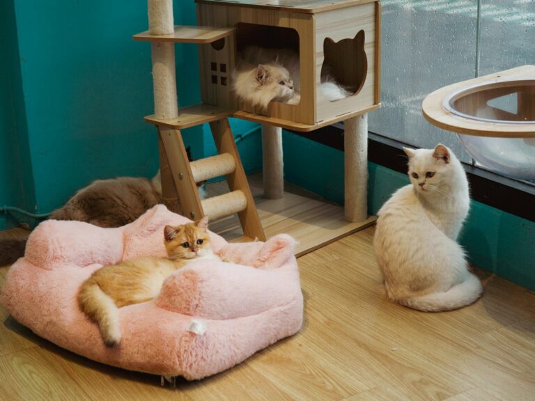 Several cats relax in a cat cafe setting.