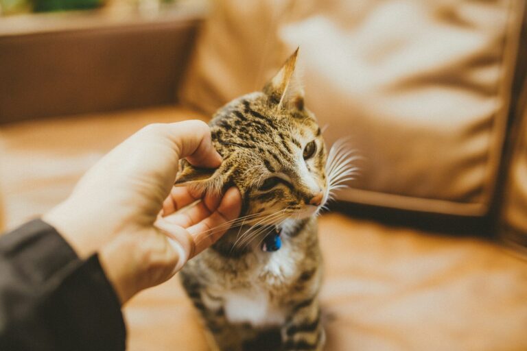 person holding silver tabby cat