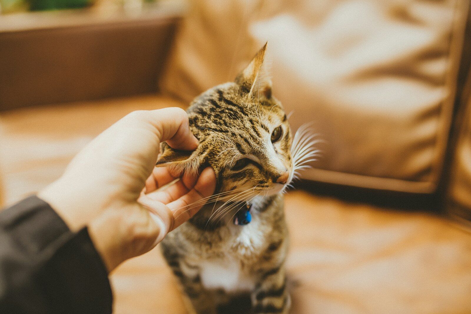 person holding silver tabby cat