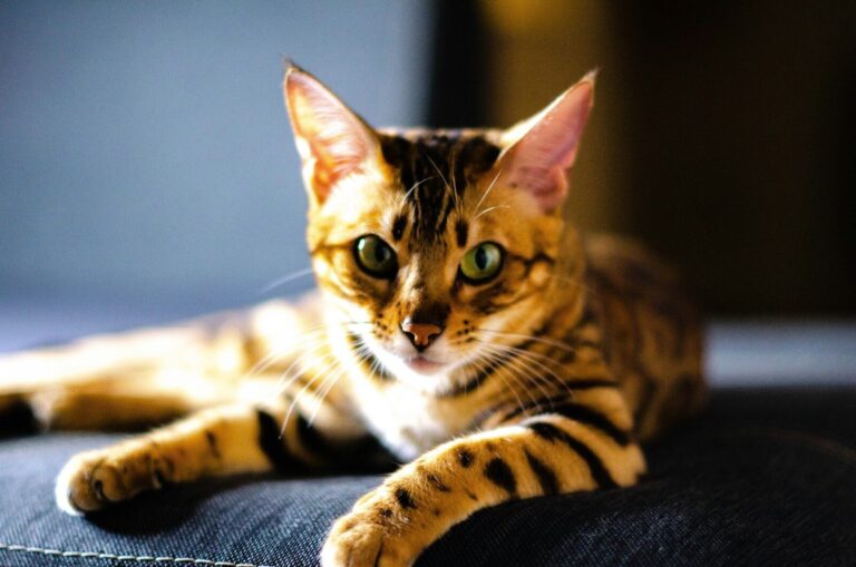 a cat laying on top of a blue couch